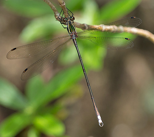 Chlorolestes draconicus male